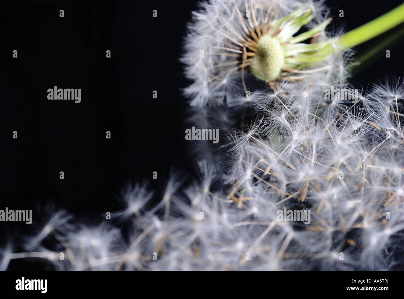 Airborne dandelion seeds hi-res stock photography and images - Alamy