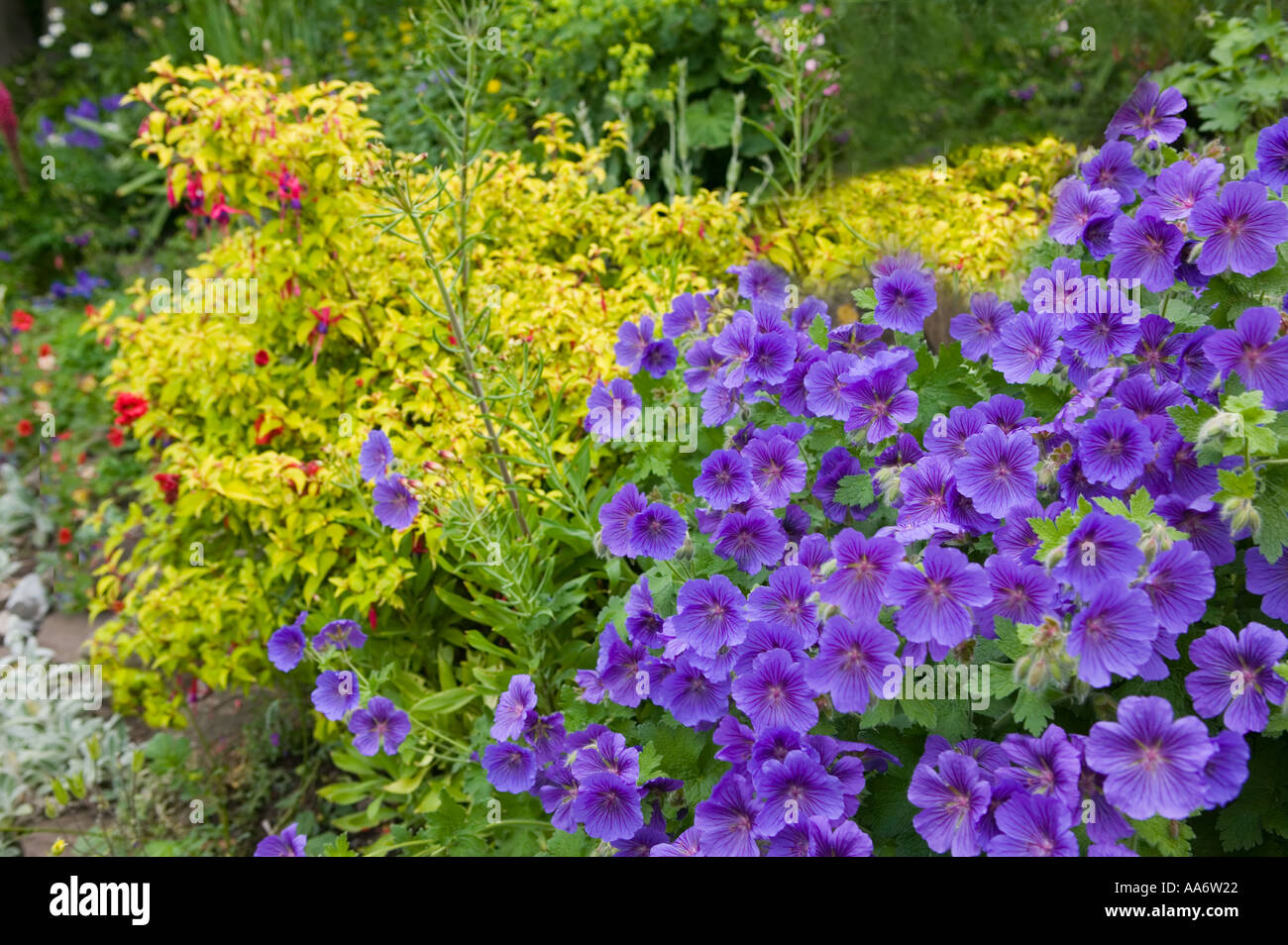 Blue geranium flowers in herbaceous border South Wales UK Stock Photo 4092193 Alamy