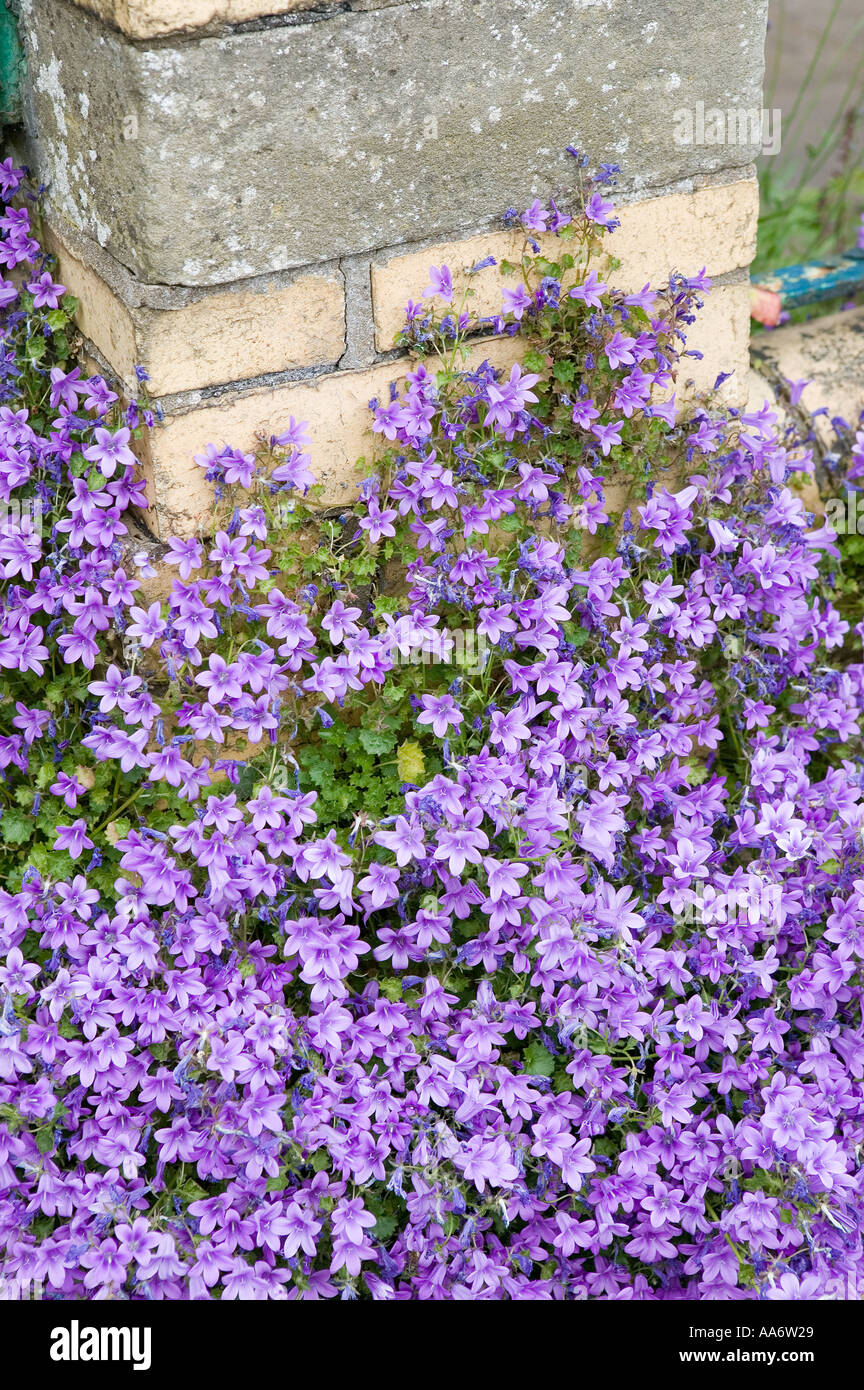 Bellflower Campanula poscharskana against a garden wall Wales UK Stock Photo