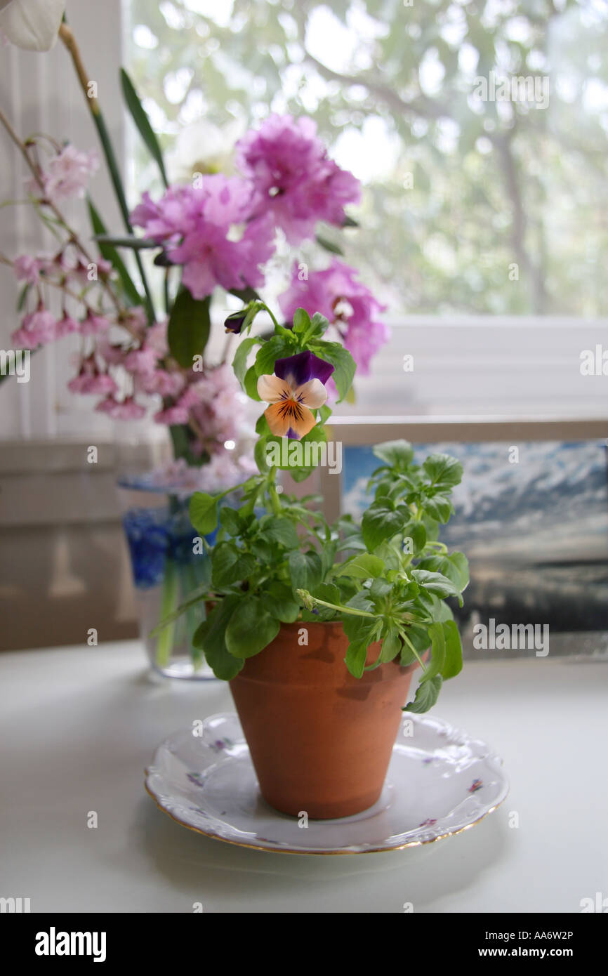 Photo series showing turgor pressure in a johnny jump up. Photo 3 of 3. Elapsed time is 45 minutes. Stock Photo