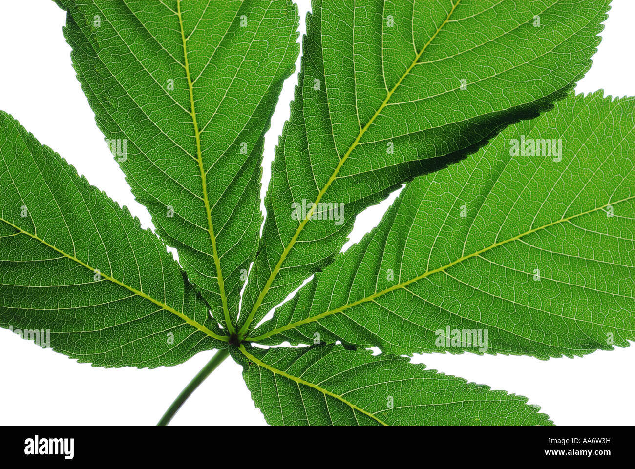 leaf, horse chestnut leaf Stock Photo Alamy