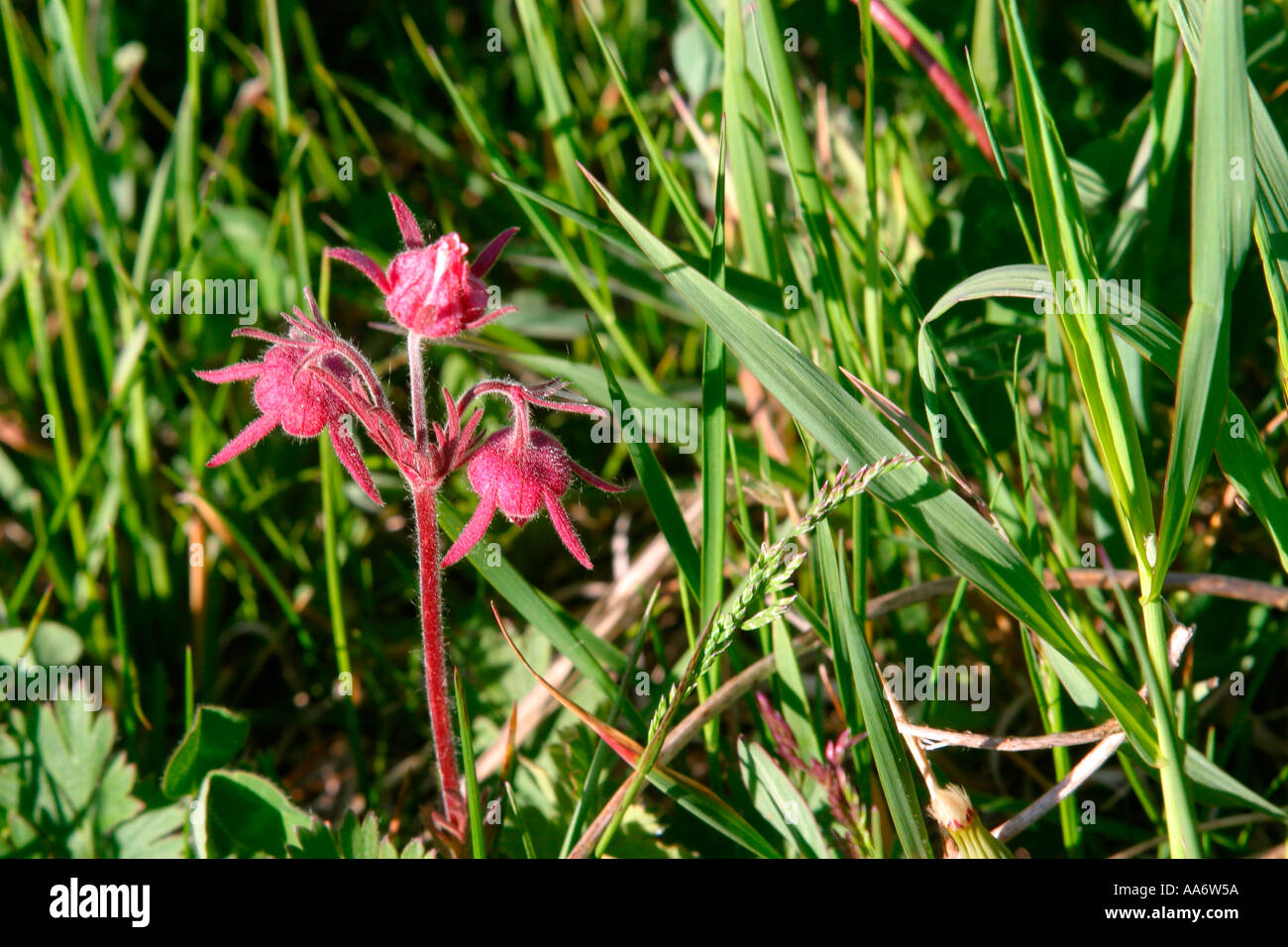 Three flowered Avens Old Man s Whiskers, geum triflorum Stock Photo