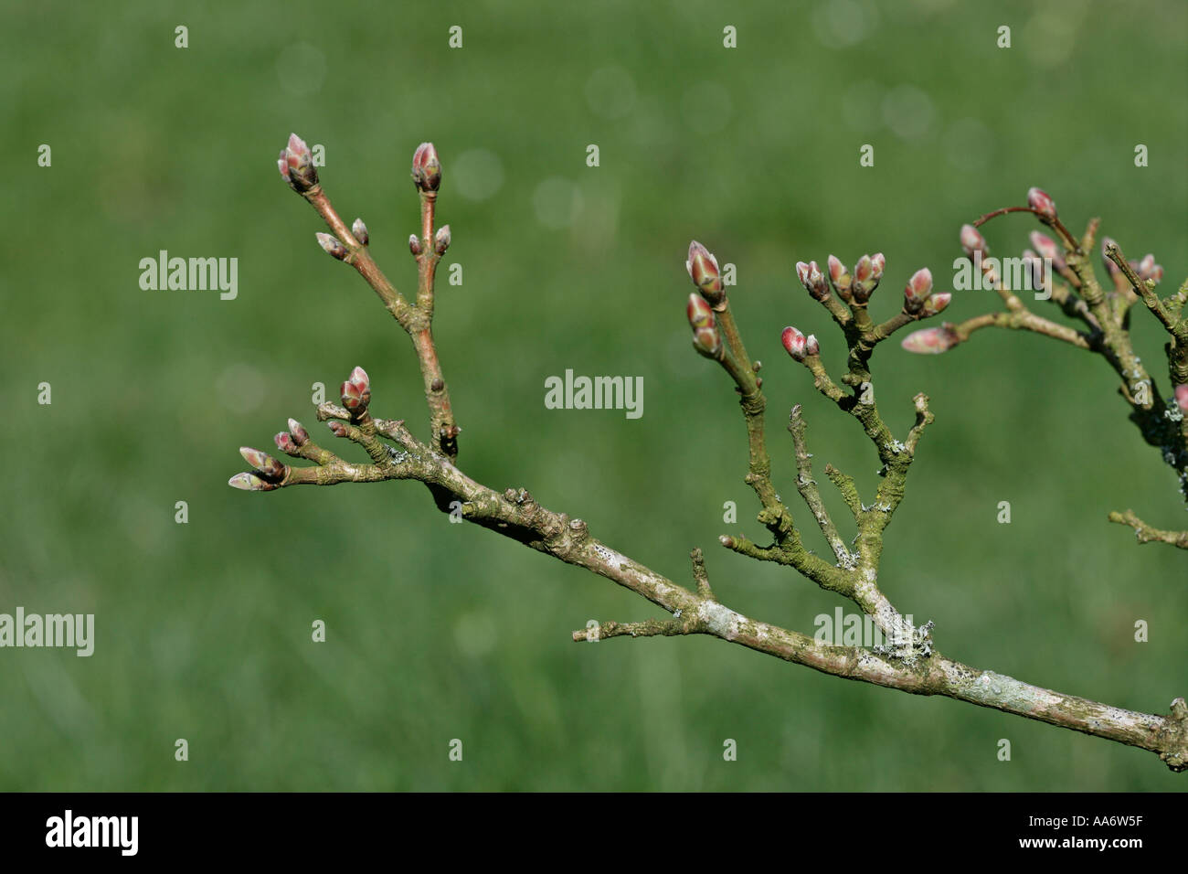 FIELD MAPLE Acer campestre Stock Photo - Alamy