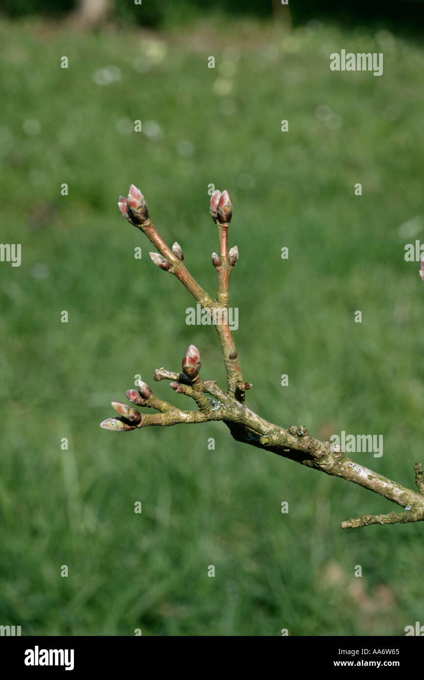 FIELD MAPLE Acer campestre Stock Photo - Alamy