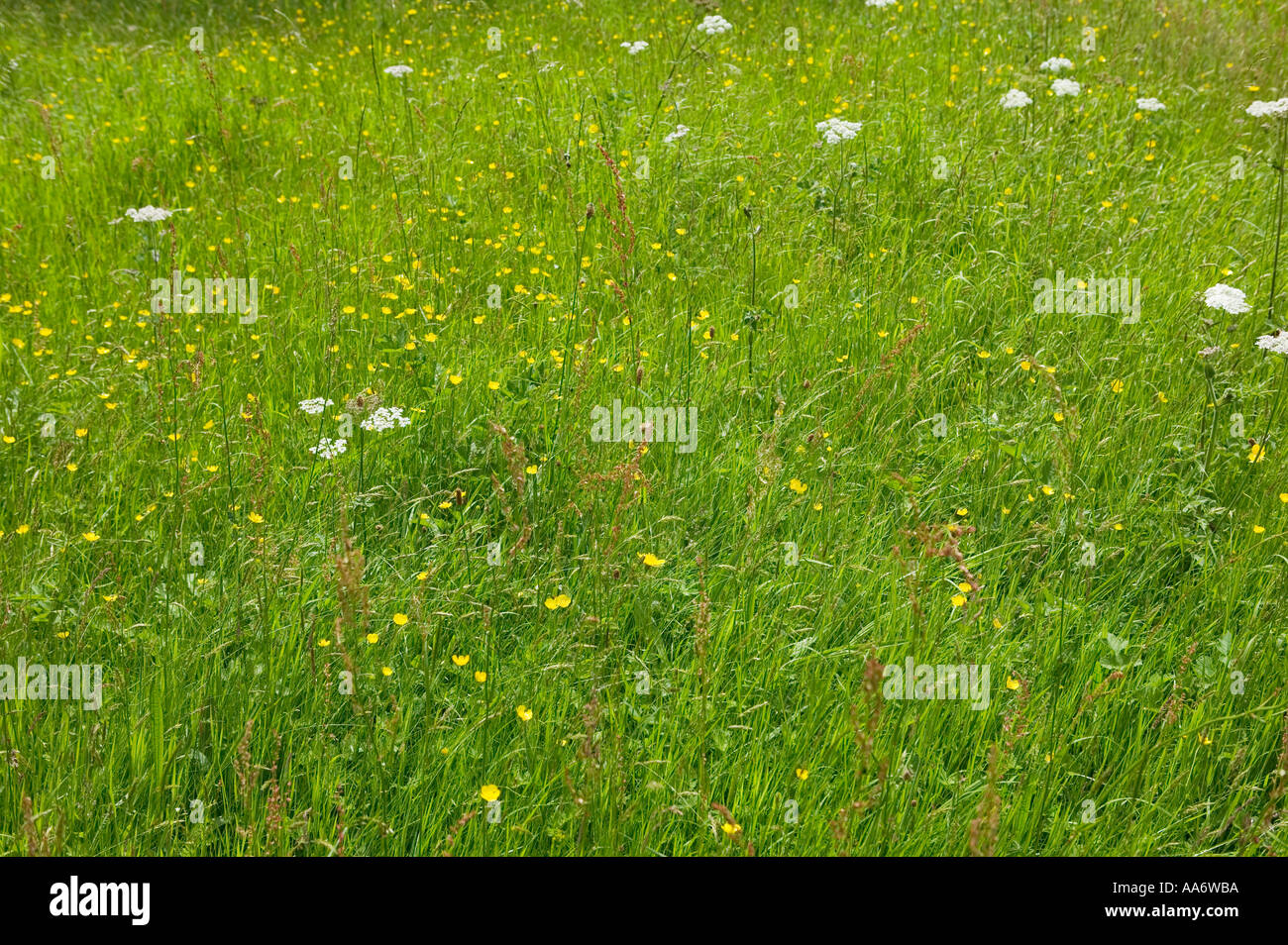 Meadow flowers and uncut grass South Wales UK Stock Photo