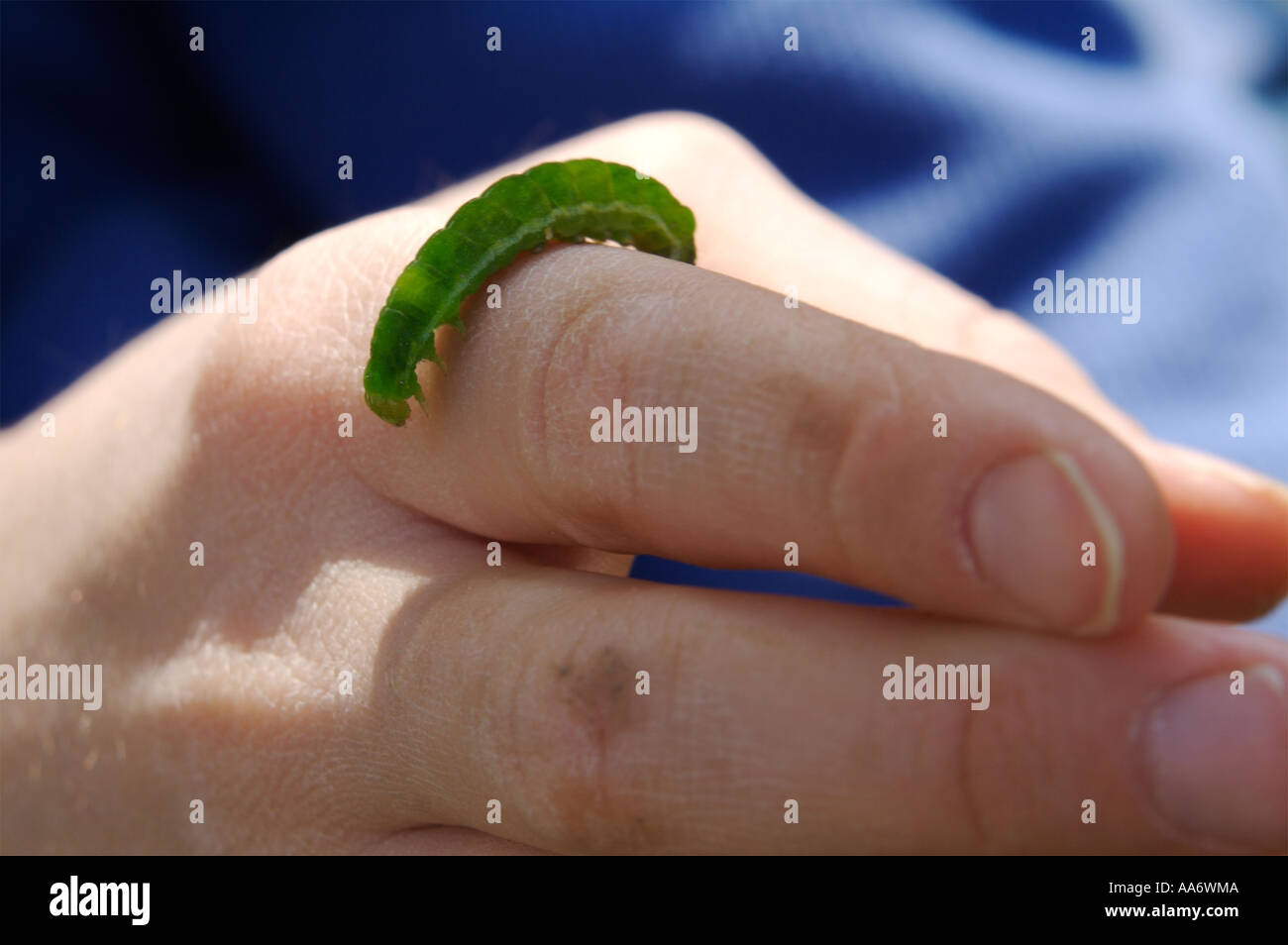 Green Caterpillar on a boys hand Stock Photo - Alamy