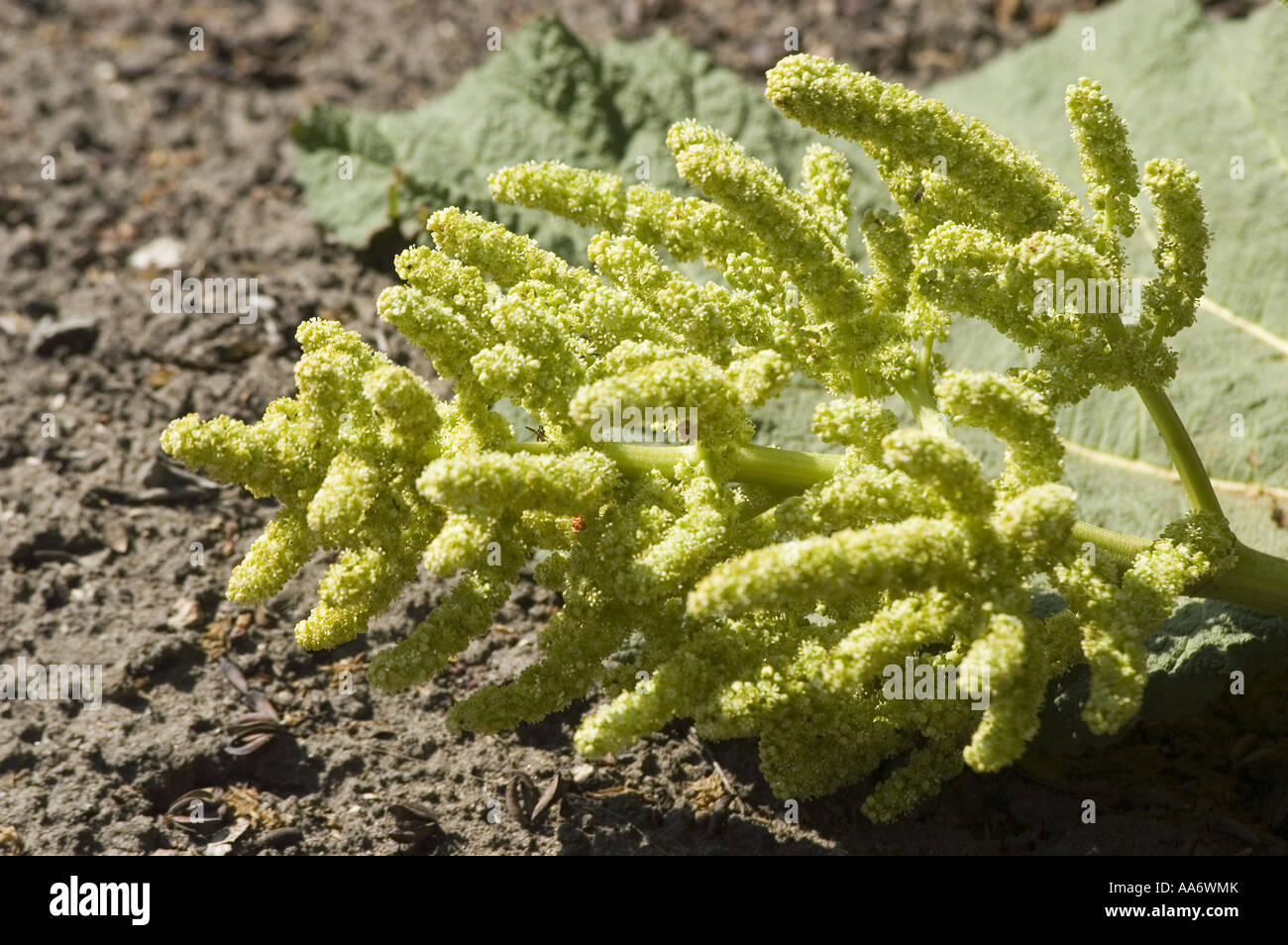 Ornamental Rheum or Rhubarb - Polygonaceae - Rheum tibeticum, Himalayas, Tibet, Asia Stock Photo