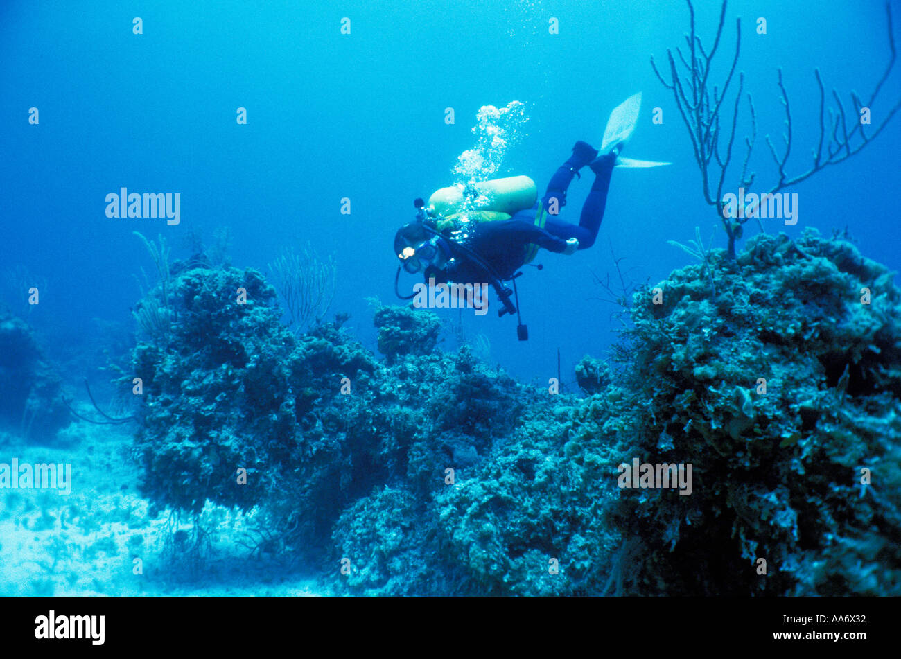 Female diver diving the ocean floor Andros island Bahamas Stock Photo