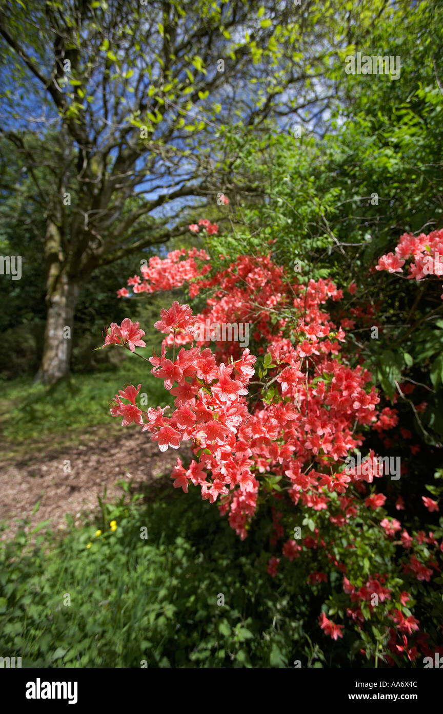 Ornamental Trees in Duffryn Gardens, St Nicholas, South Glamorgan, South Wales, UK Stock Photo