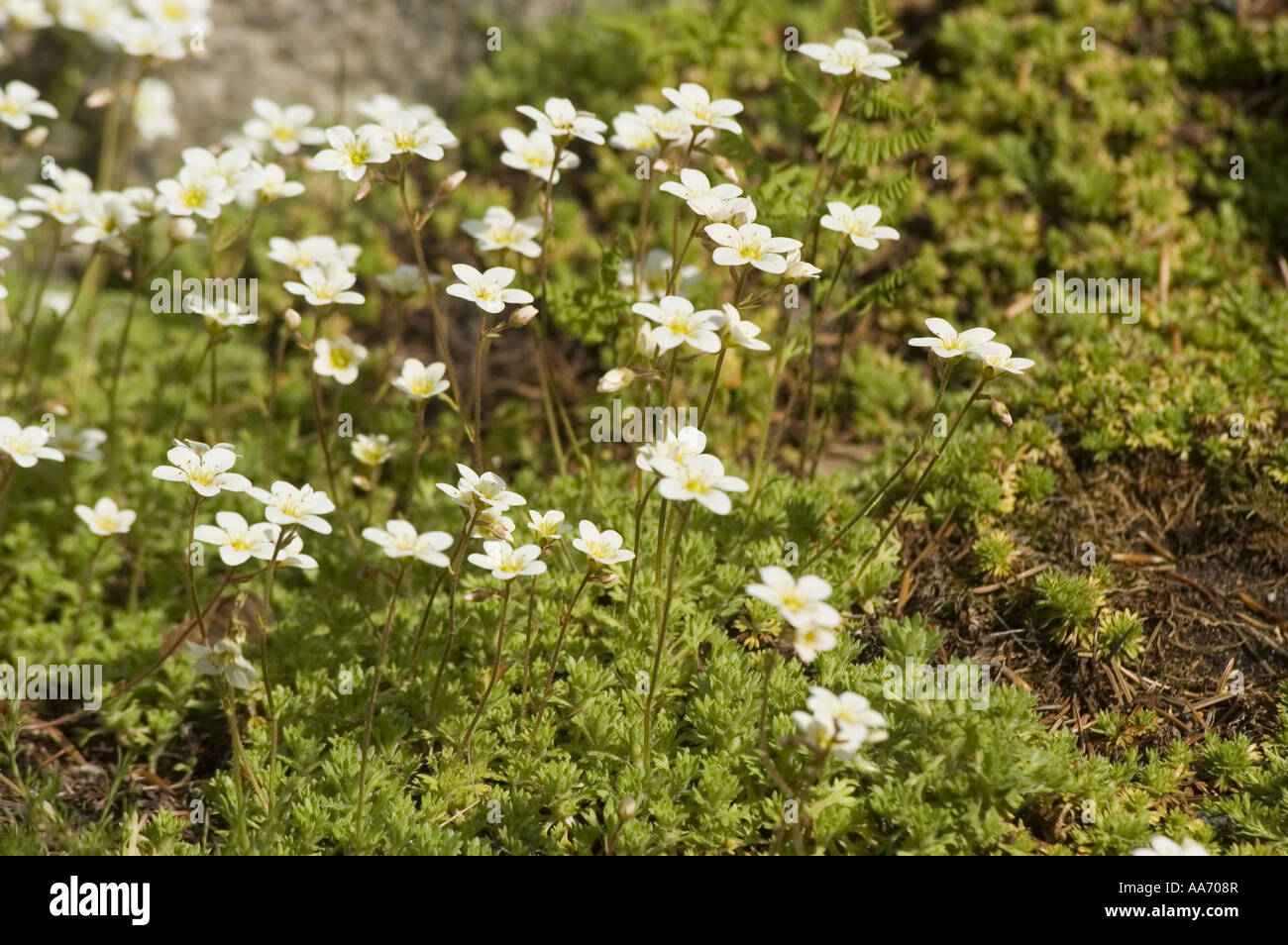 White flowers of Moss Saxifrage - Saxifragaceae, saxifraga hypnoides,.rock mountain garden, Europe Stock Photo