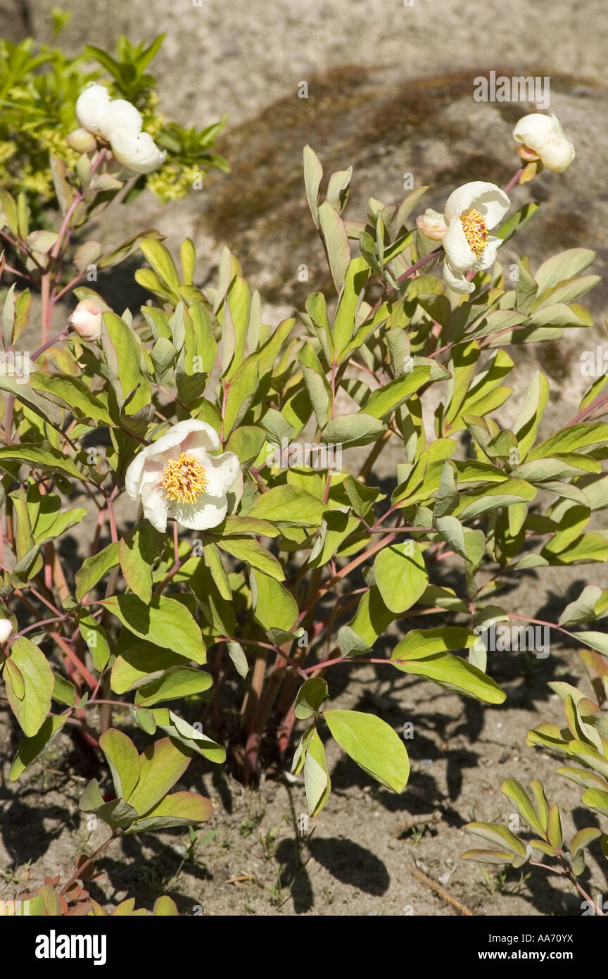 White flowers of Caucasian Peony Molly the Witch - Paeonia