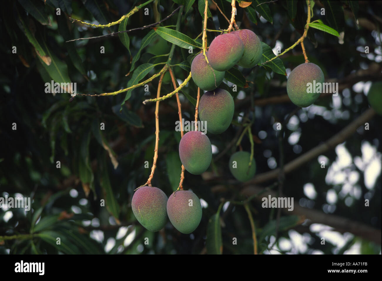Mango tree Hawaii Stock Photo Alamy