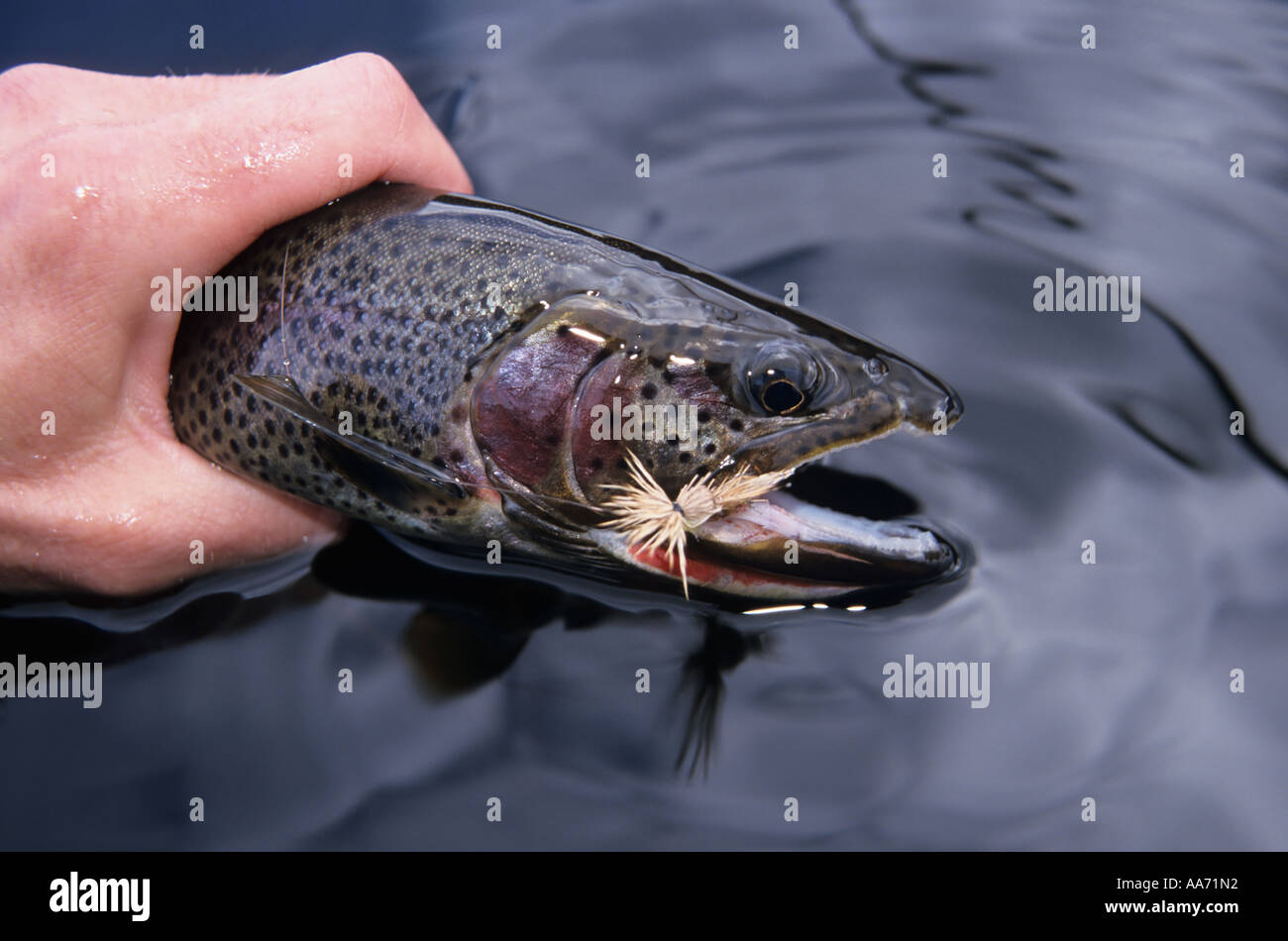 Cutthroat trout british columbia hi-res stock photography and images - Alamy
