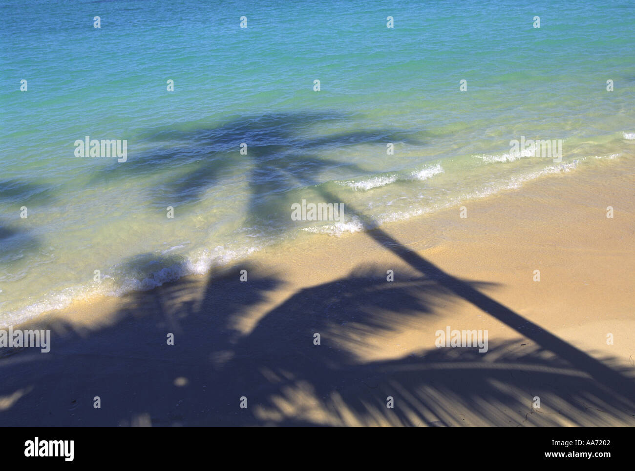 Shadow of palm tree on beach Stock Photo - Alamy
