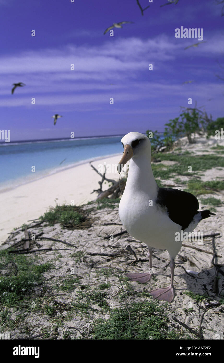 Albatross bird Midway Island N W Hawaiian Chain Stock Photo