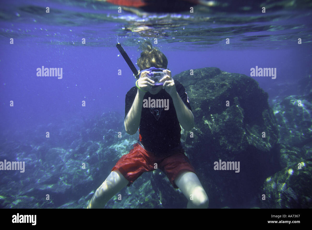 Snorkeling Hawaii USA Stock Photo Alamy