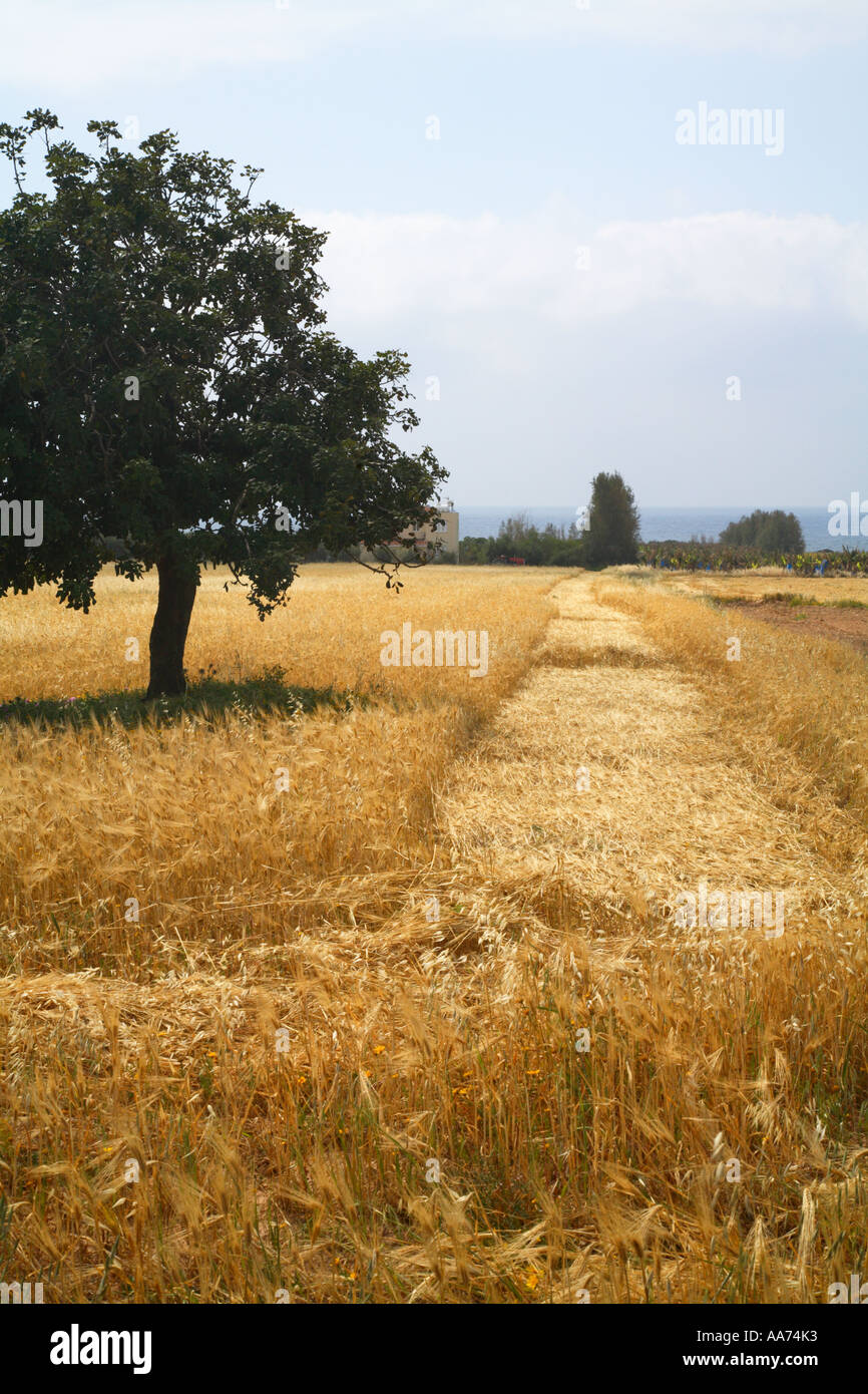 Cut Crop Line in Western Cyprus Coastal Field Stock Photo Alamy