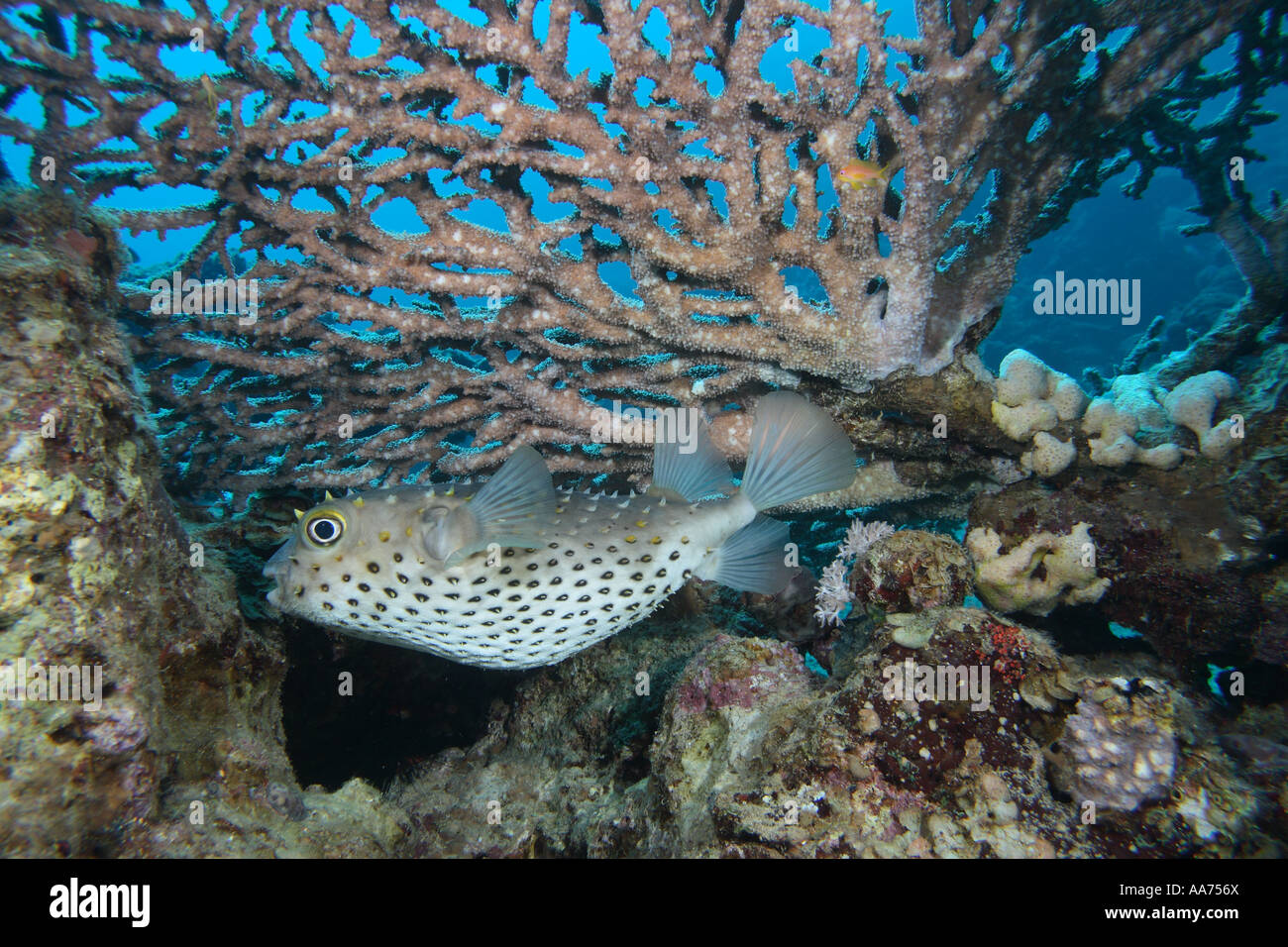 Yellowspotted Burrfish Red Sea Stock Photo