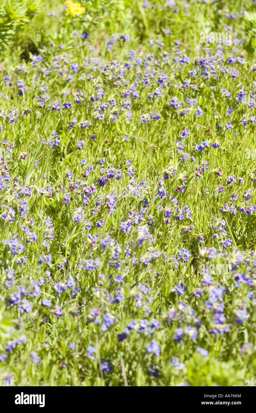 Blue spring flowers of Boraginaceae - Lithospermum purpurocaeruleum, Europe Stock Photo