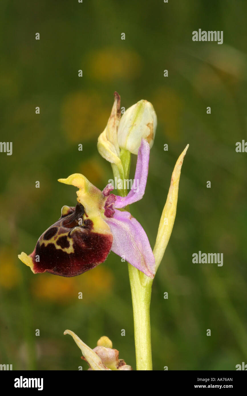 Late bumblebee orchid Bavaria Germany Europe Stock Photo