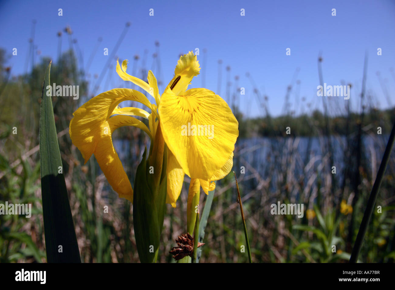 Water Iris Flower Stock Photo