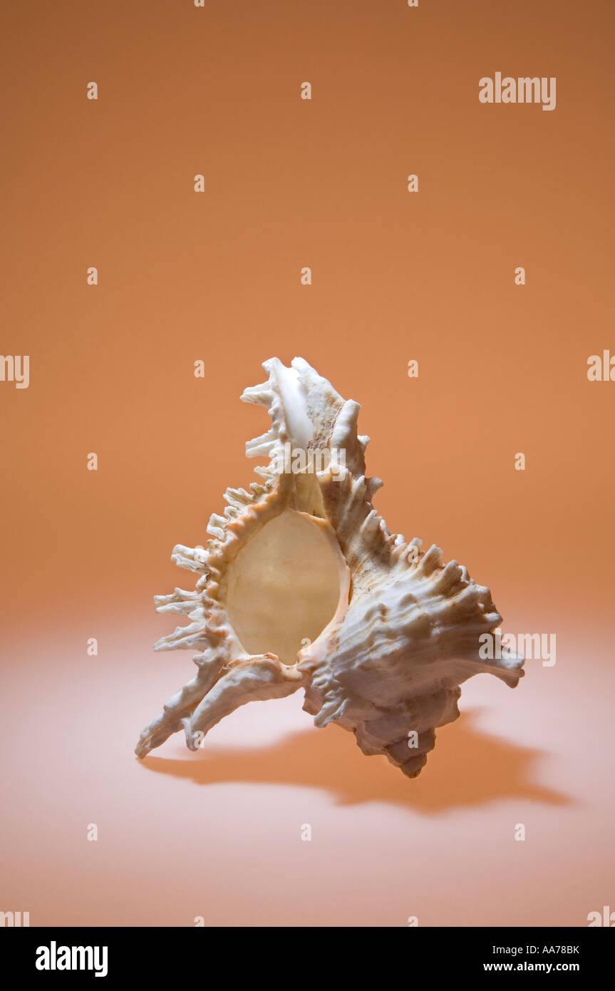 A very complex and ornate sea shell Stock Photo