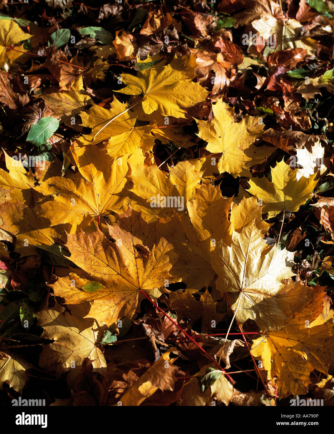 collection of autumn leaves lying on the green grass Stock Photo - Alamy