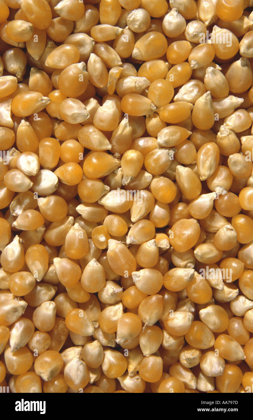 Corn Mais Stock Photo