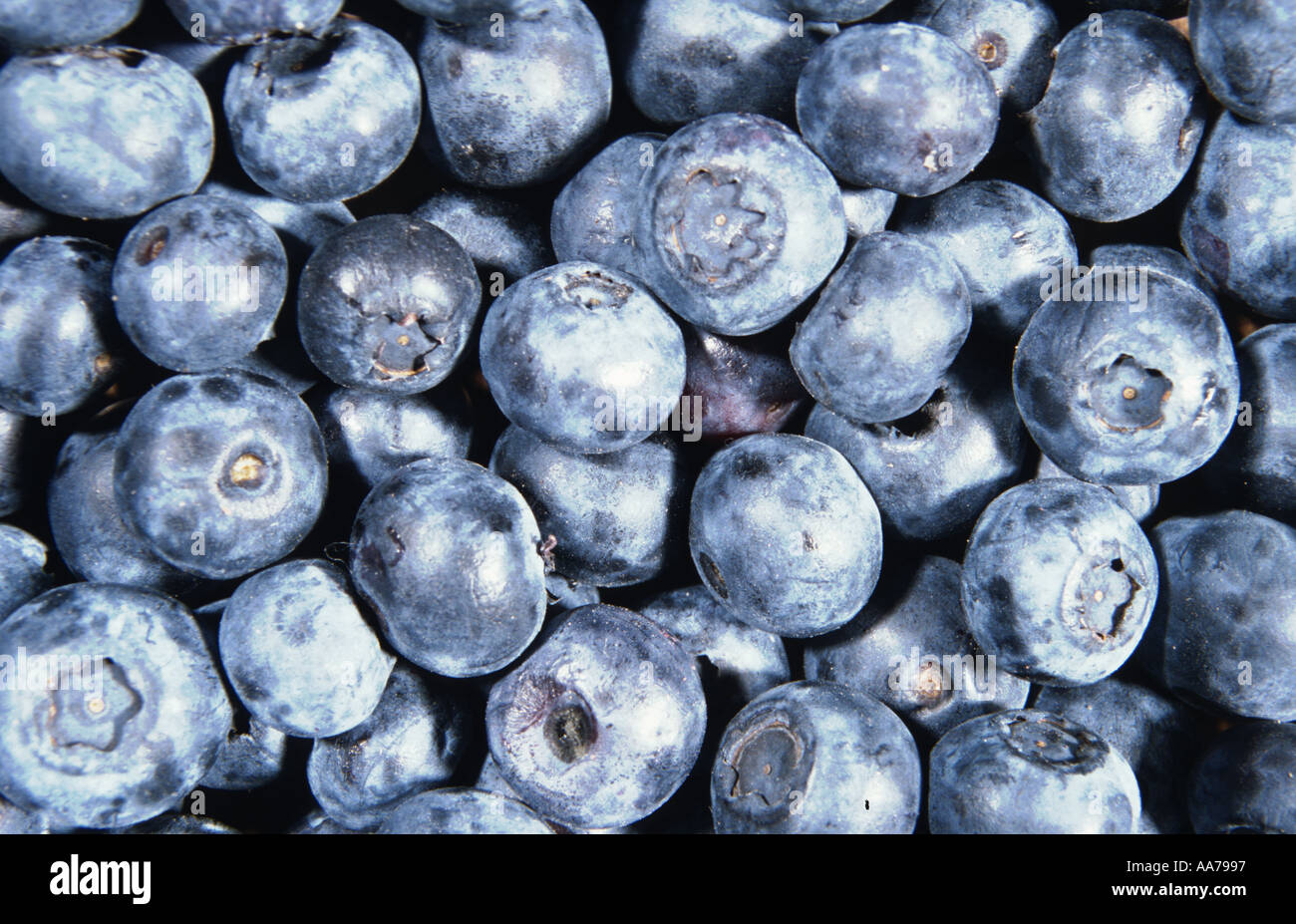 34+ Heidelbeeren Und Blaubeeren, Wenn du wissen möchtest, was die
