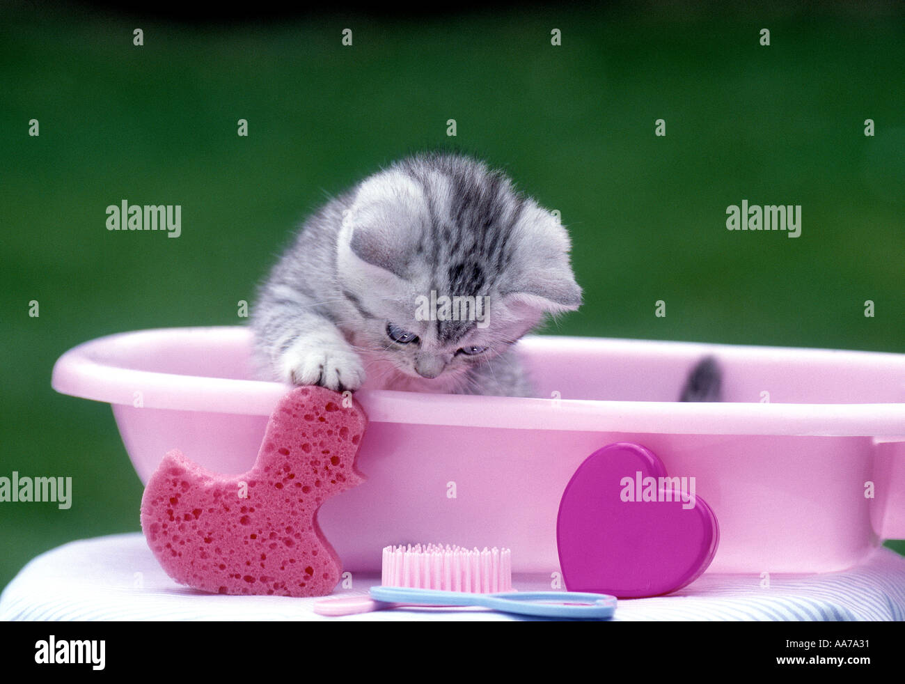 kitten in bath Stock Photo - Alamy