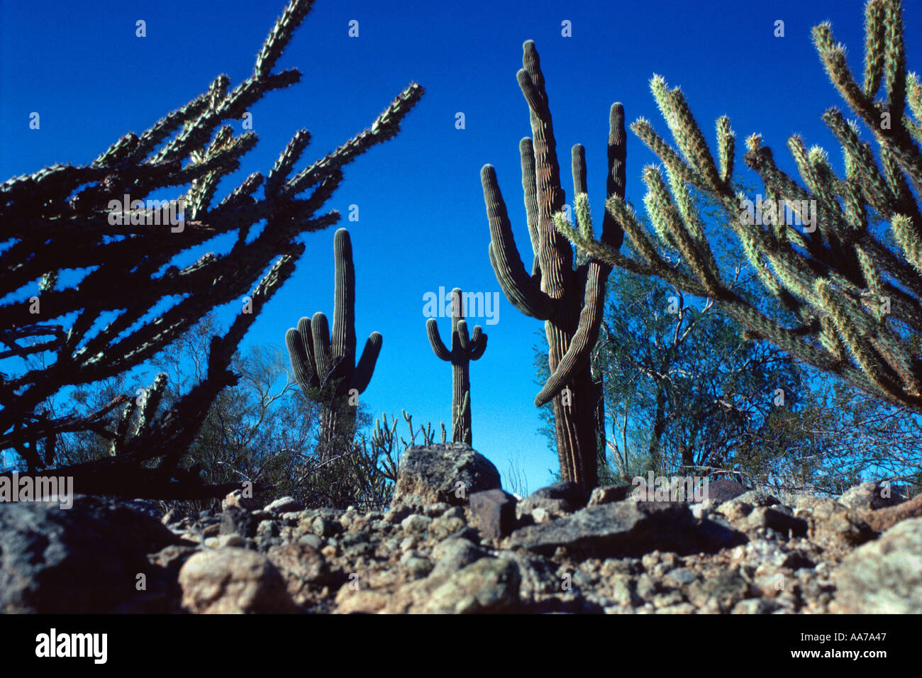 Saguaro and Staghorn Cacti Stock Photo