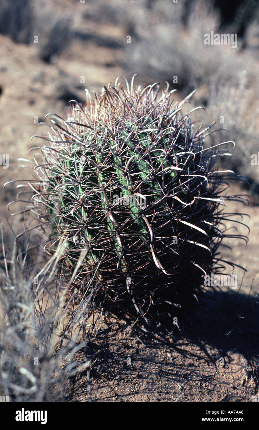 Young Compass Barrel Cactus Stock Photo