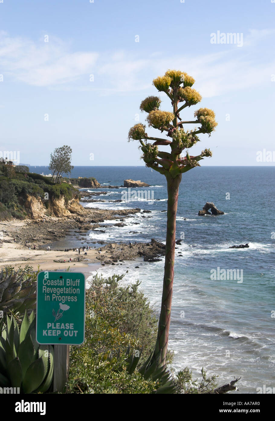 Coastal bluff revegetation Stock Photo Alamy