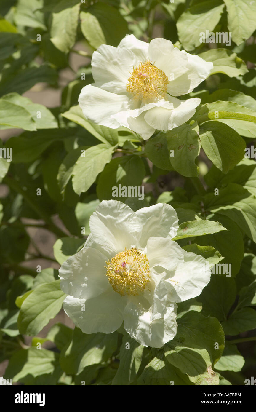 White flowers of Caucasian Peony Molly the Witch - Paeonia