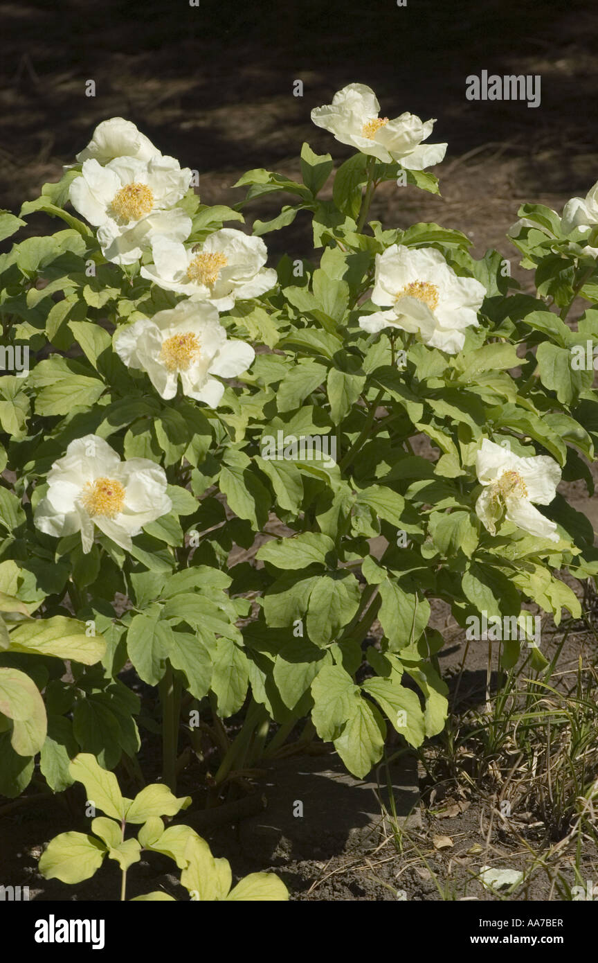 White flowers of Caucasian Peony Molly the Witch - Paeonia