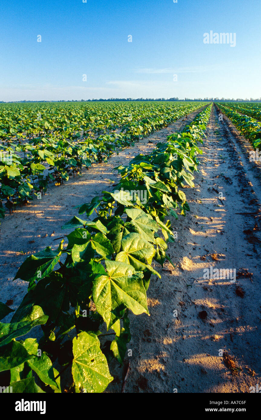 Agriculture - Low angle view of a field of mid growth conventionally tilled cotton / Mississippi, USA. Stock Photo