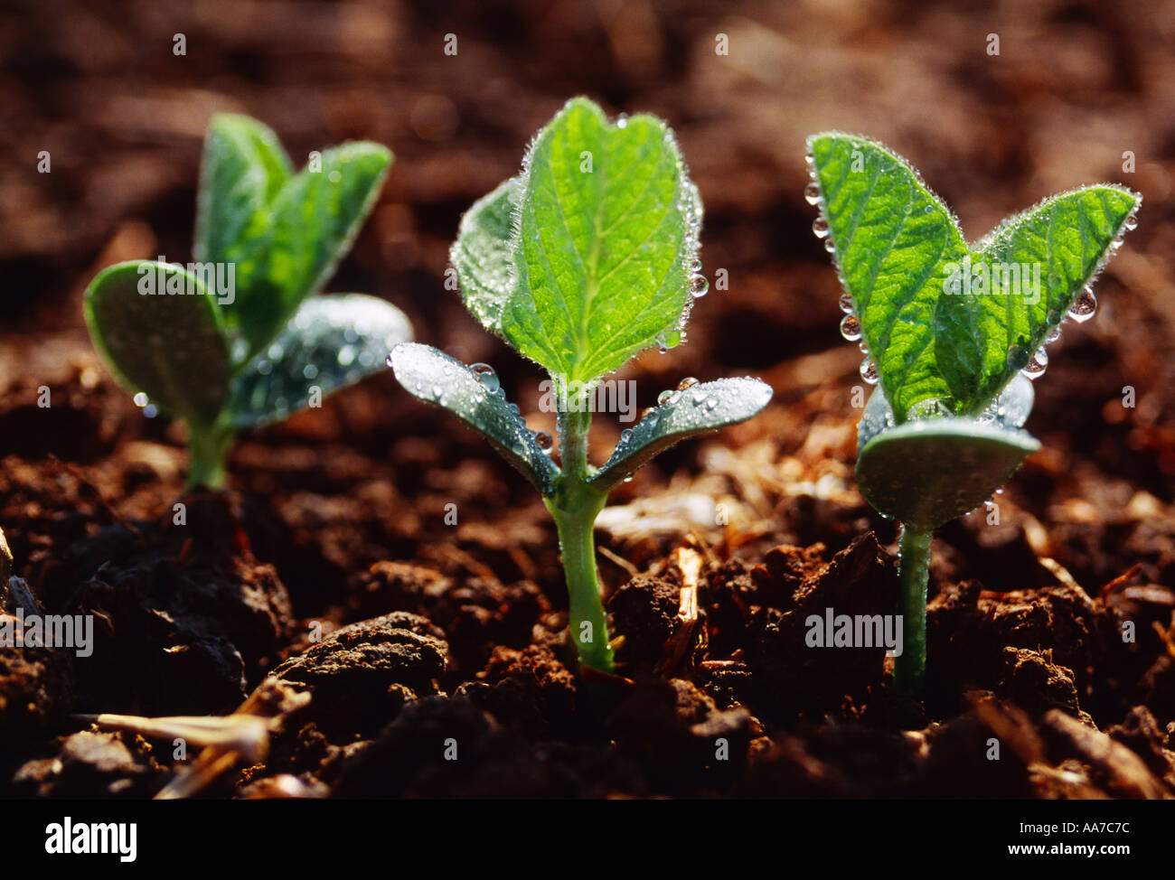 Closeup of soybean seedlings emerging in a field in which conservation tillage is practiced backlit by the sun / Mississippi USA Stock Photo