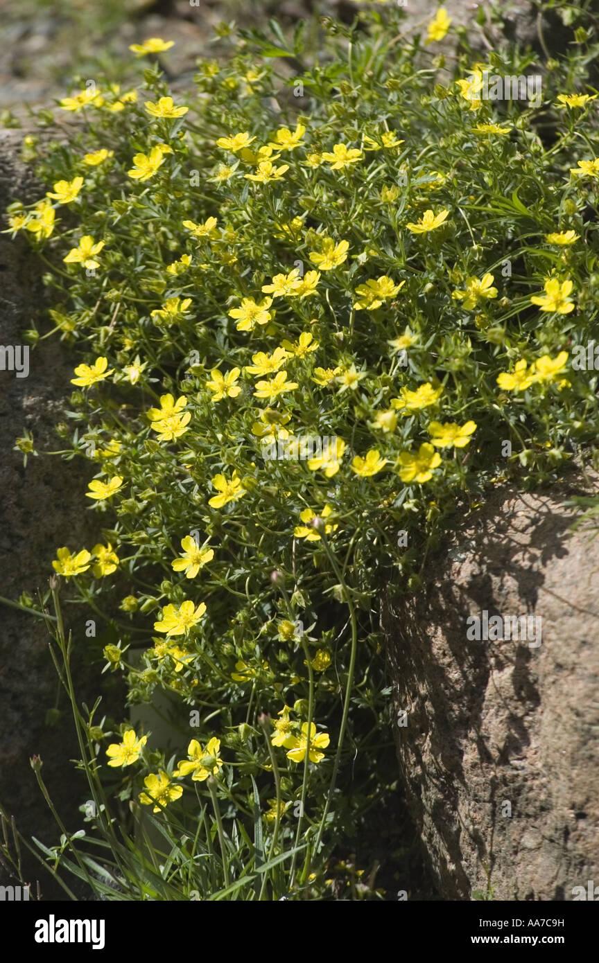 Many yellow spring flowers of Valais Stock growing in rock mountain garden, Matthiola fruticulosa valesiaca, Stock Photo
