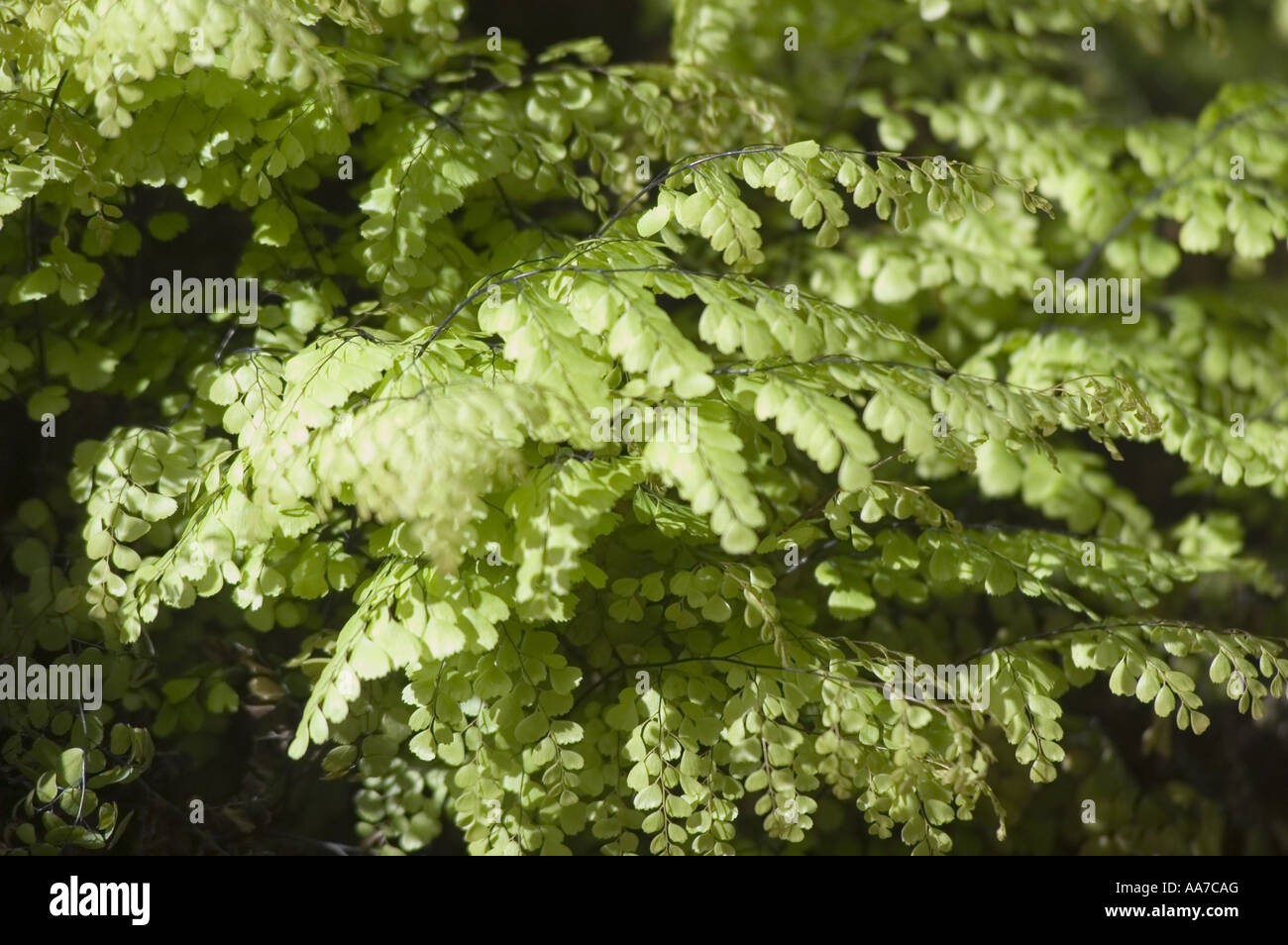 Himalayan or Evergreen Maidenhair Fern - Adiantaceae - Adiantum venustum, China, Himalaya, Asia Stock Photo