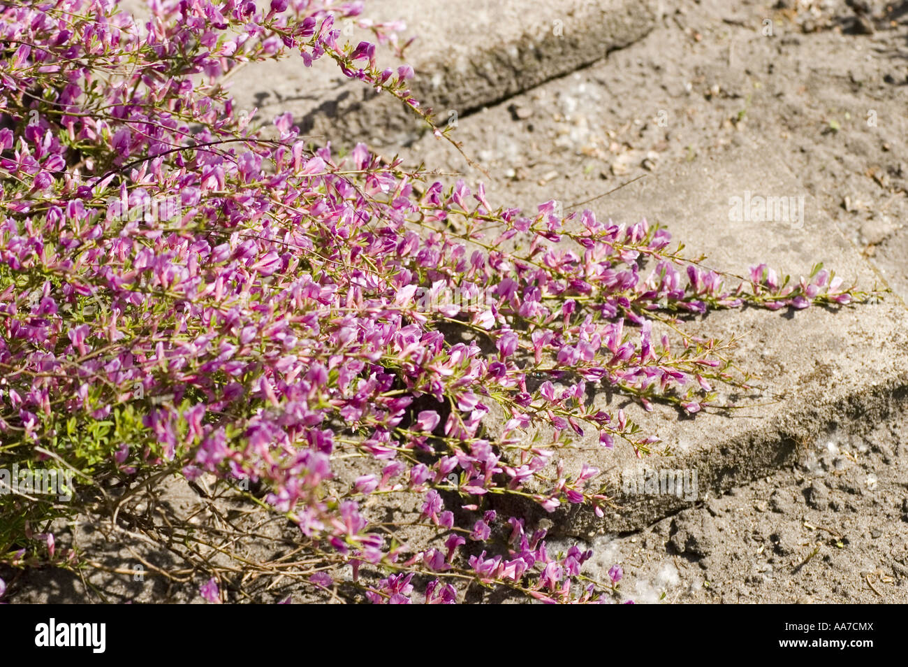 Purple spring flowers of Purple Broom - fabaceae - Cytisus purpureus or