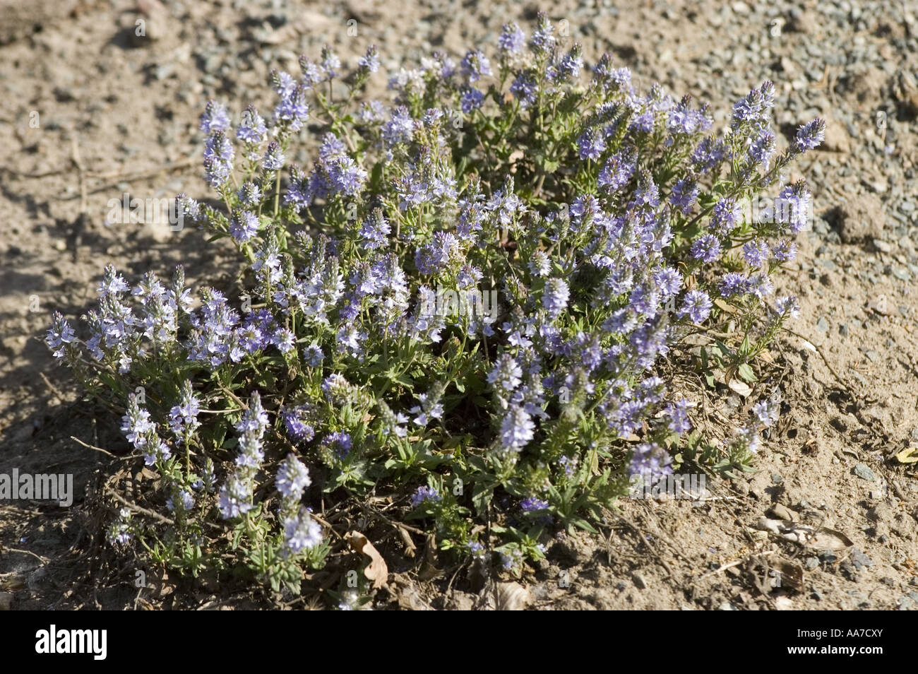 Light blue spring flowers of Sprawling Speedwell - Scropulariaceae - Veronica Prostrata, European Mountains, Europe Stock Photo