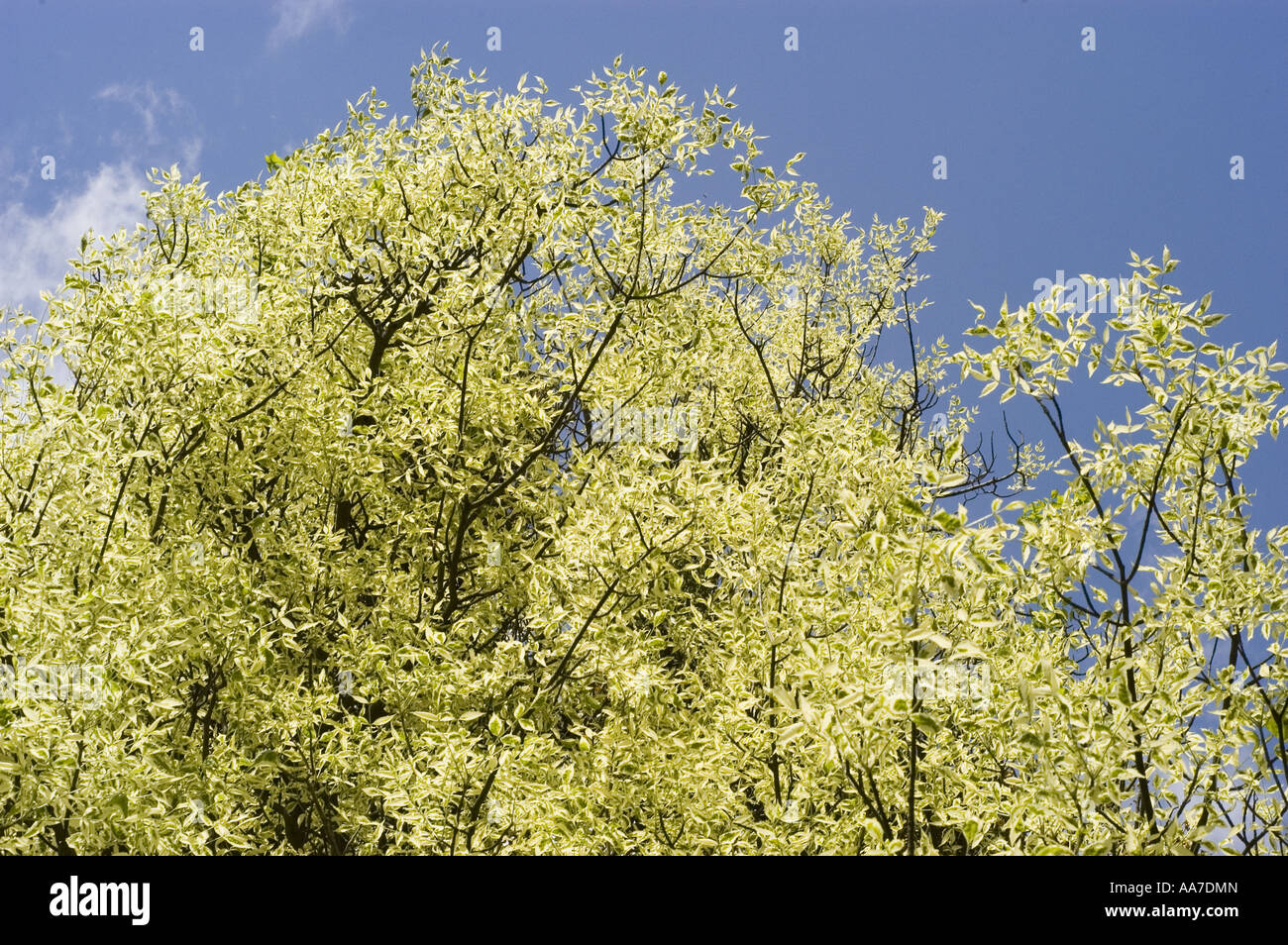 Cream white tree of Green Ash ver Silver Oleaceae - Fraxinus ...