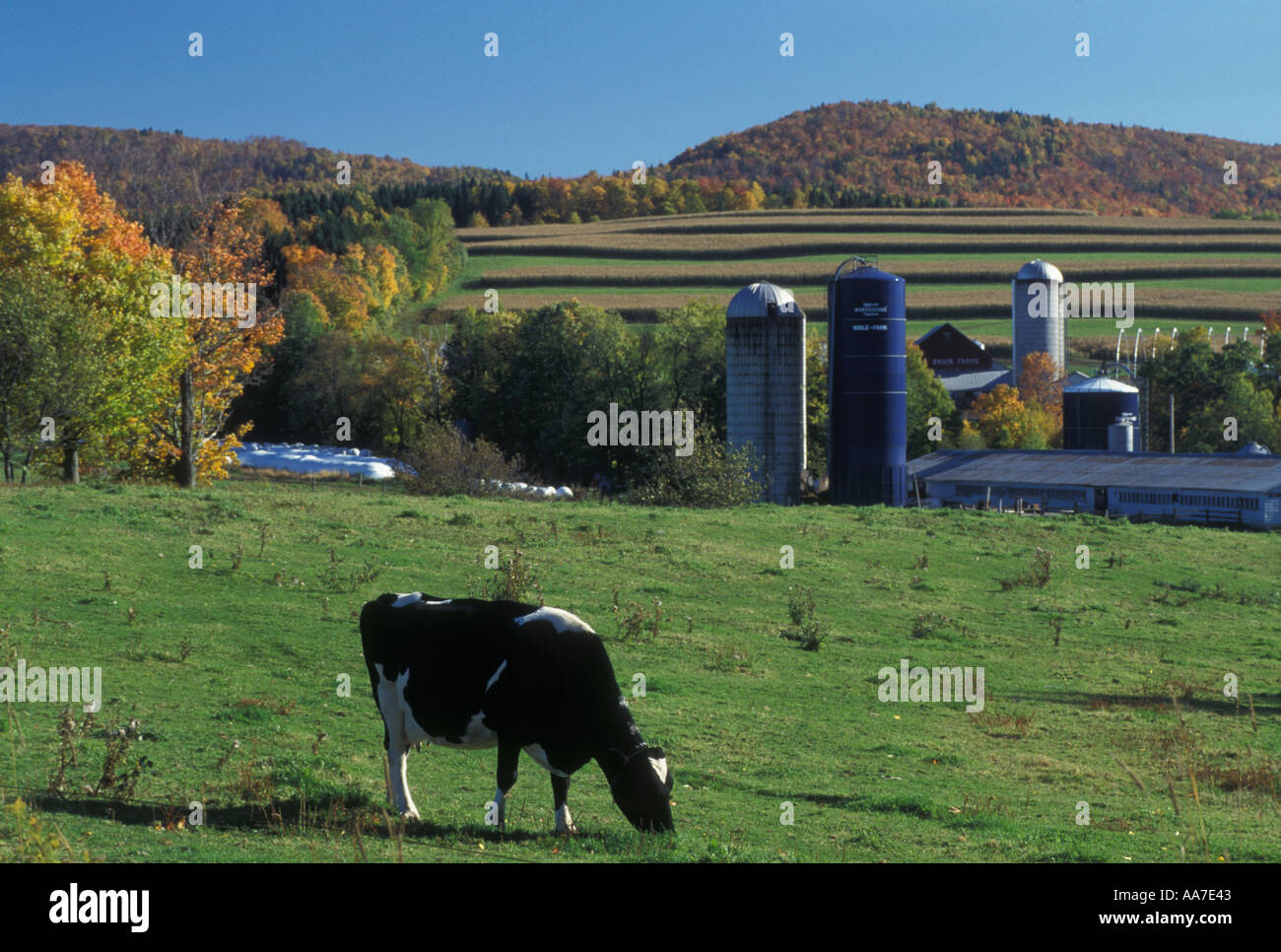 Dairy farm vermont autumn hi-res stock photography and images - Alamy