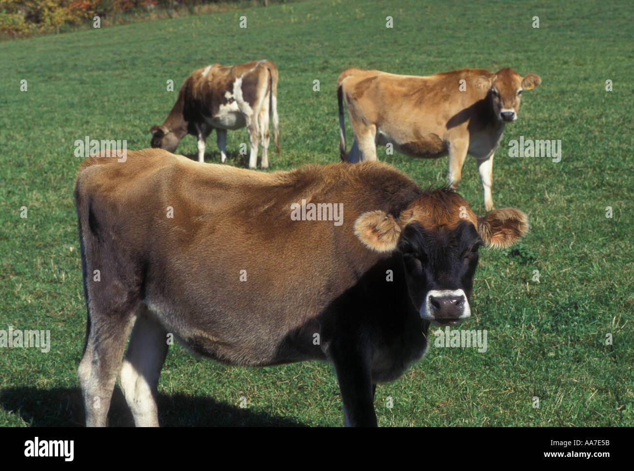 Vermont cows in field hi-res stock photography and images - Alamy