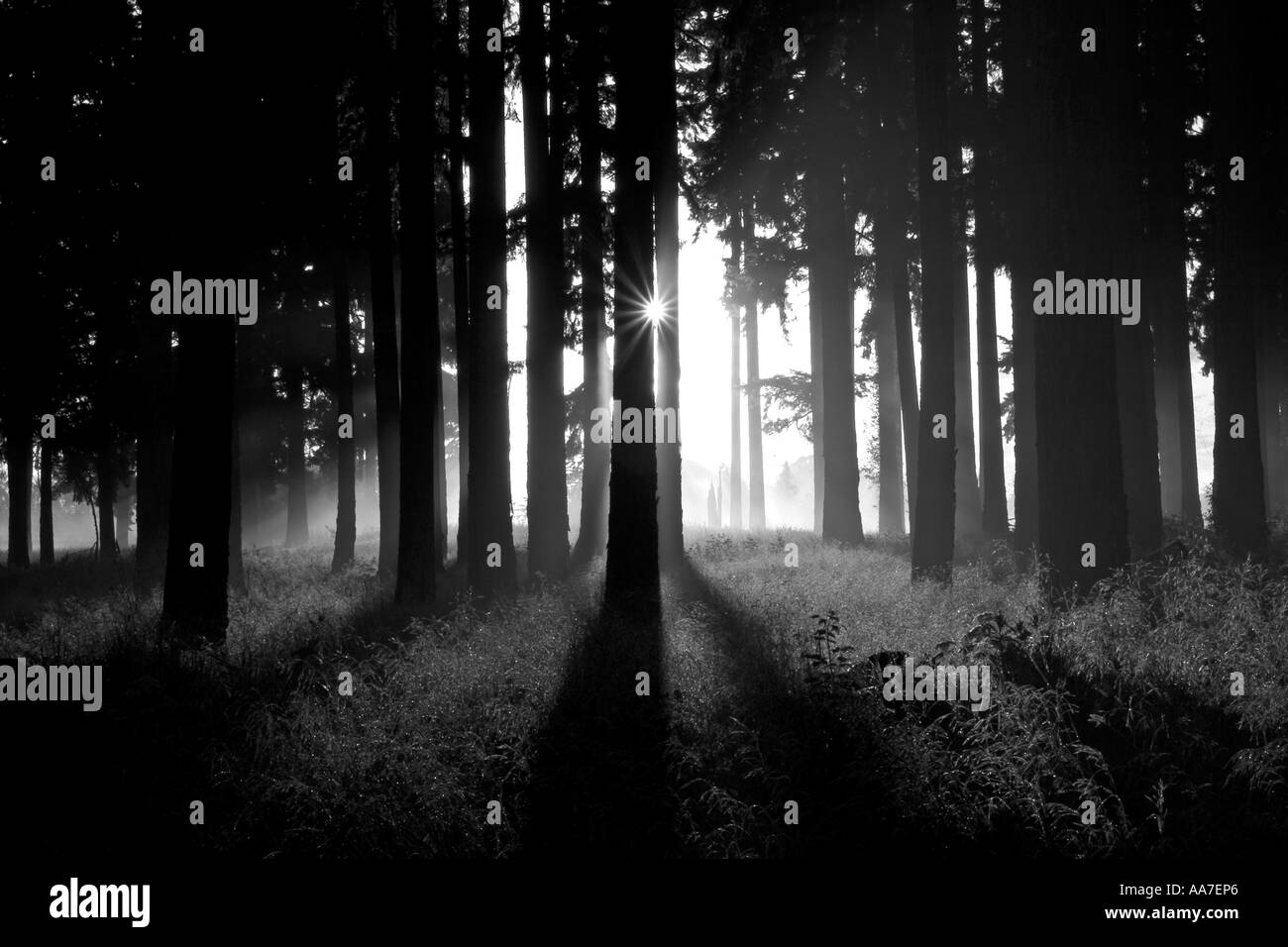 Dramatic rays light in Black and White Stock Photos & Images - Alamy