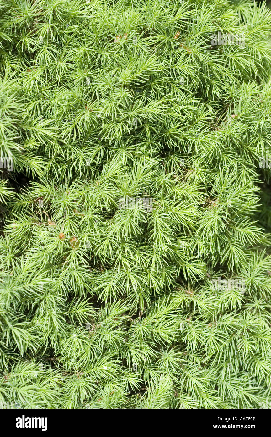 Dwarf Alberta white spruce - Picea Glauca Conica close up, Canada, North America Stock Photo
