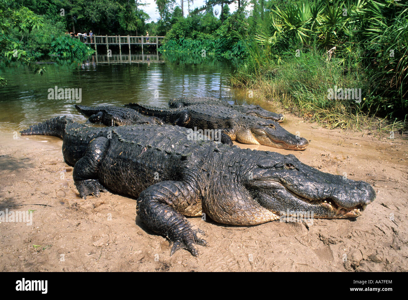 Reptile American Alligator Stock Photo Alamy Reptile American Alligator Stock Photo Alamy