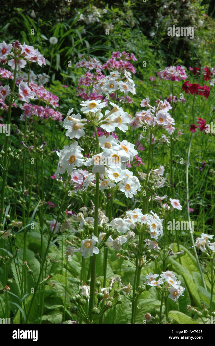 Primroses Primula candlebra types Stock Photo
