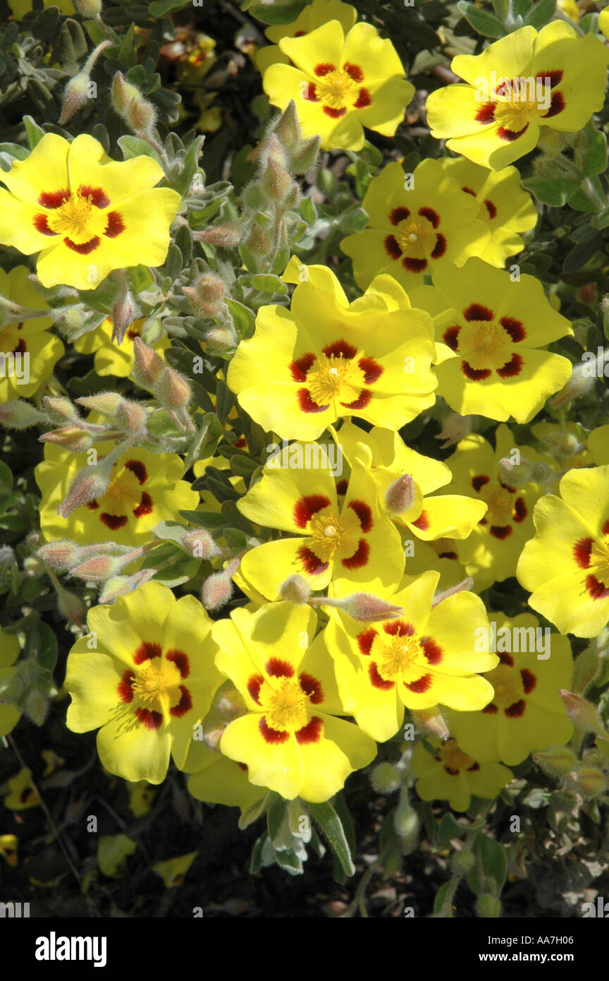Halimium lasianthemum subsp formosum Sandling Stock Photo