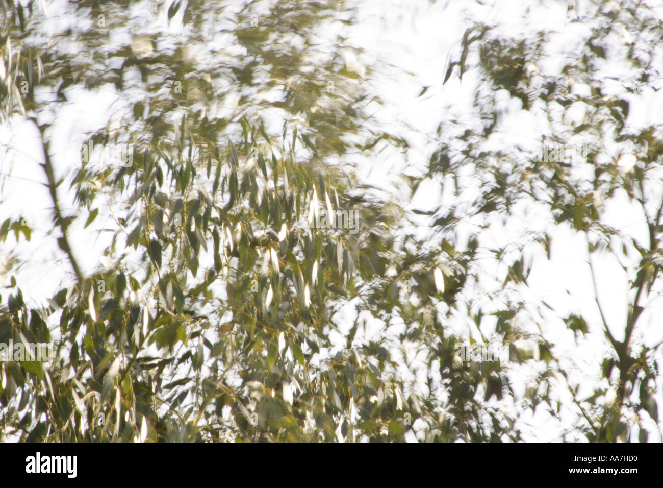 Leaves blowing in the wind Stock Photo Alamy